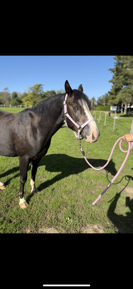 Gelding Welsh Part Bred For sale 2023 Grey