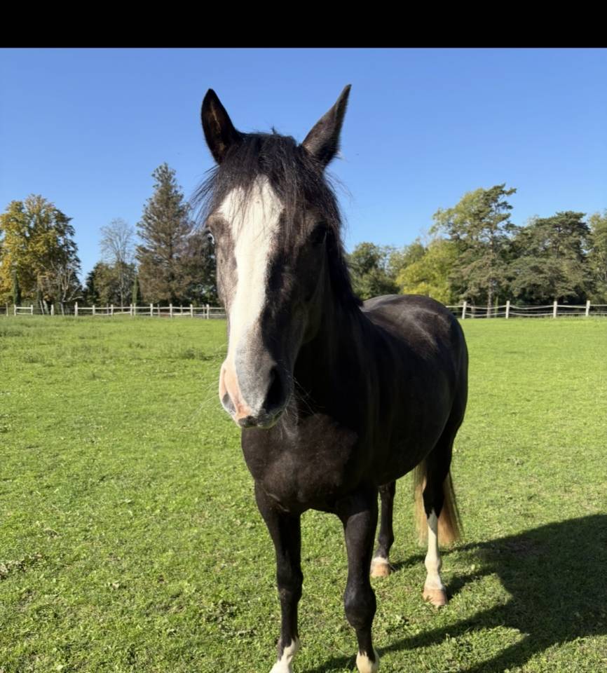 Gelding Welsh Part Bred For sale 2023 Grey