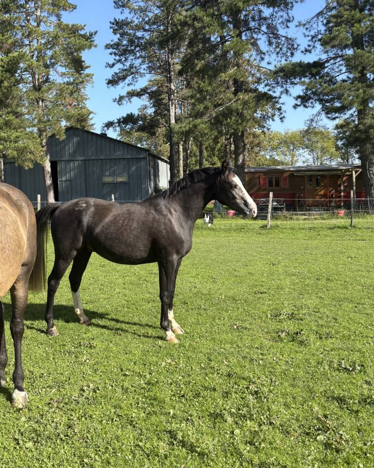 Gelding Welsh Part Bred For sale 2023 Grey