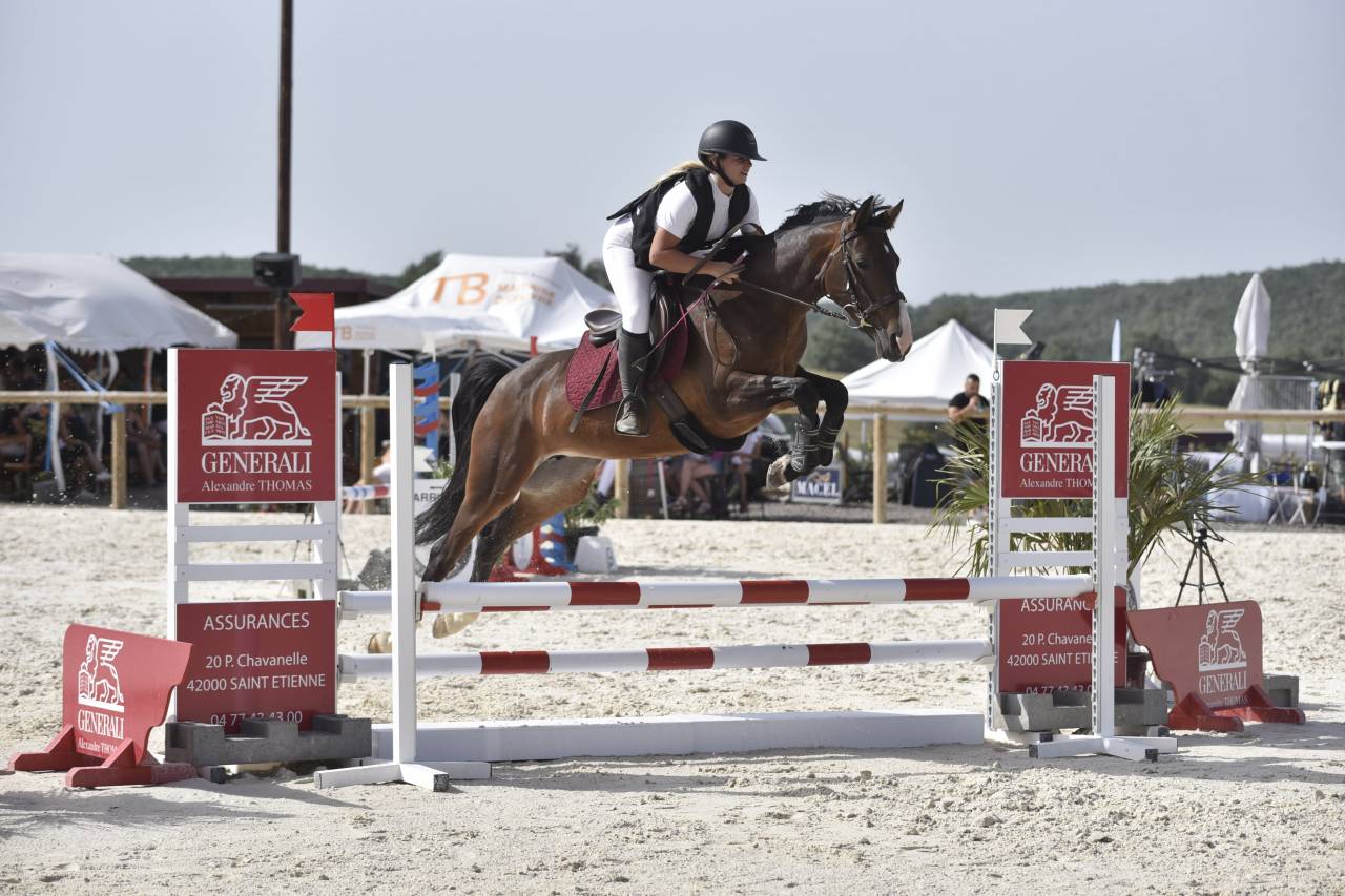 Mare French Saddle Pony For sale 2016 Dark Bay