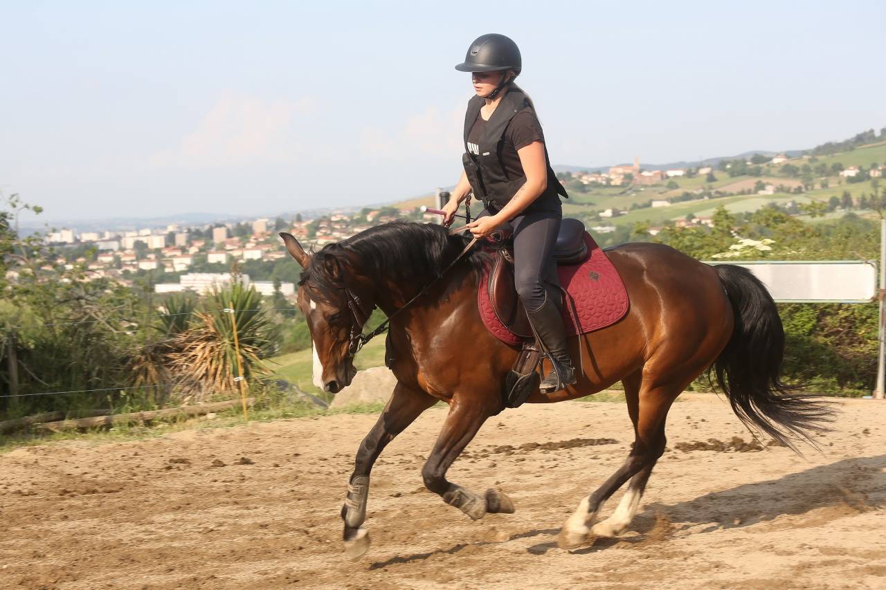 Mare French Saddle Pony For sale 2016 Dark Bay