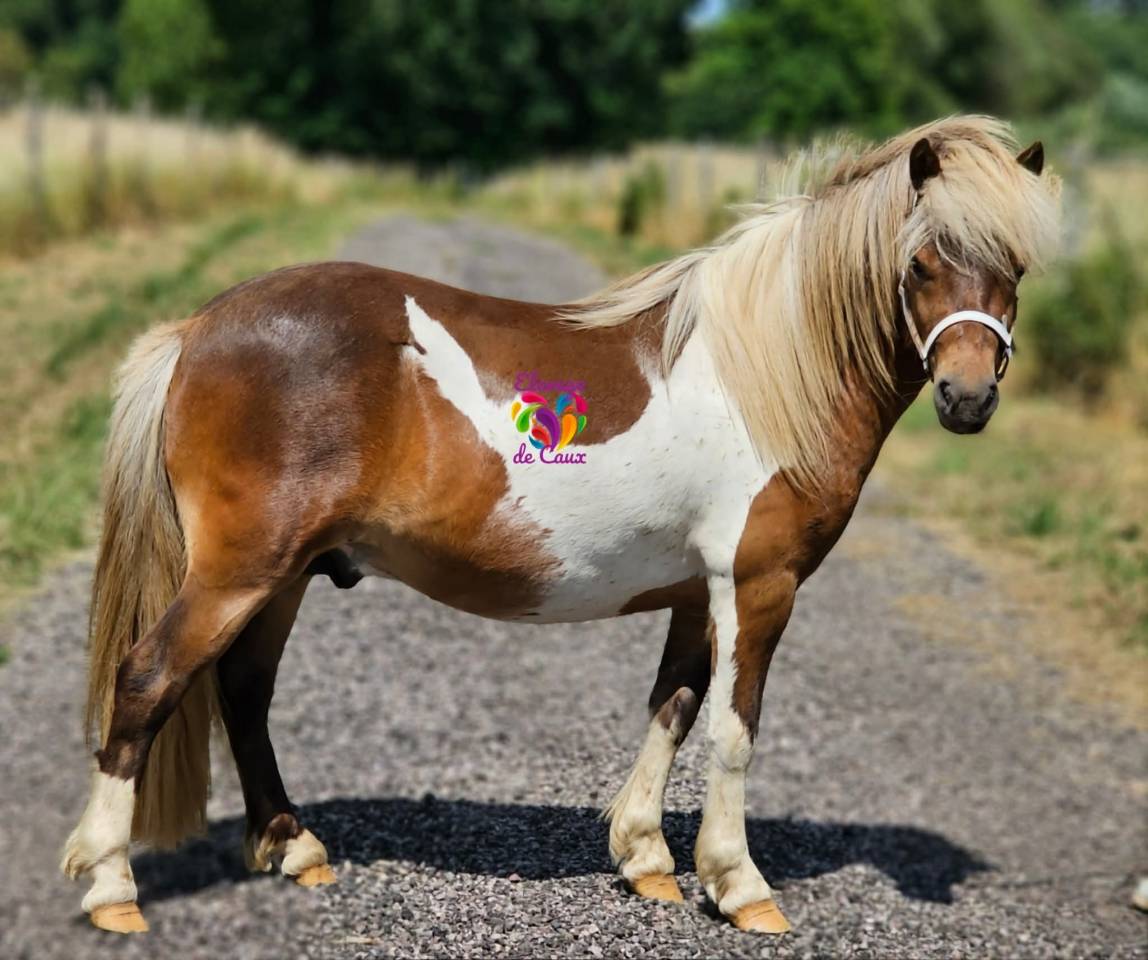 Entire Shetland Pony For sale 2020 Coloured