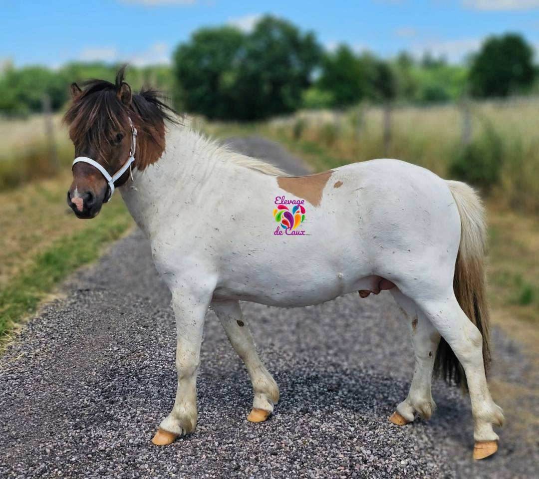 Entire Shetland Pony For sale 2020 Coloured