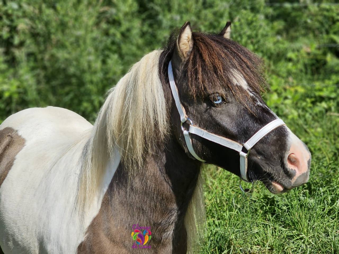 Entire Shetland Pony For sale 2020 Coloured