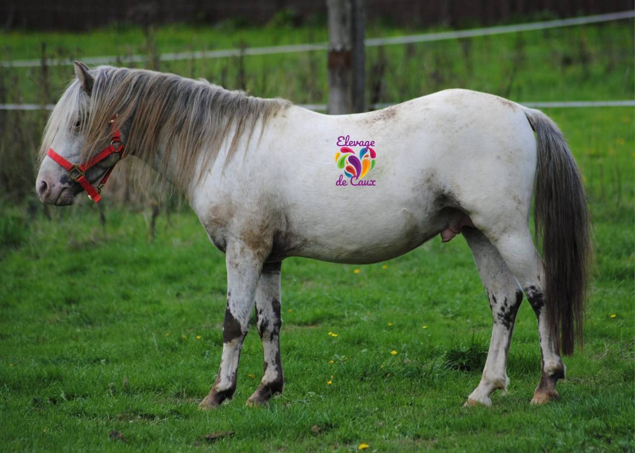 Entire Shetland Pony For sale 2020 Coloured