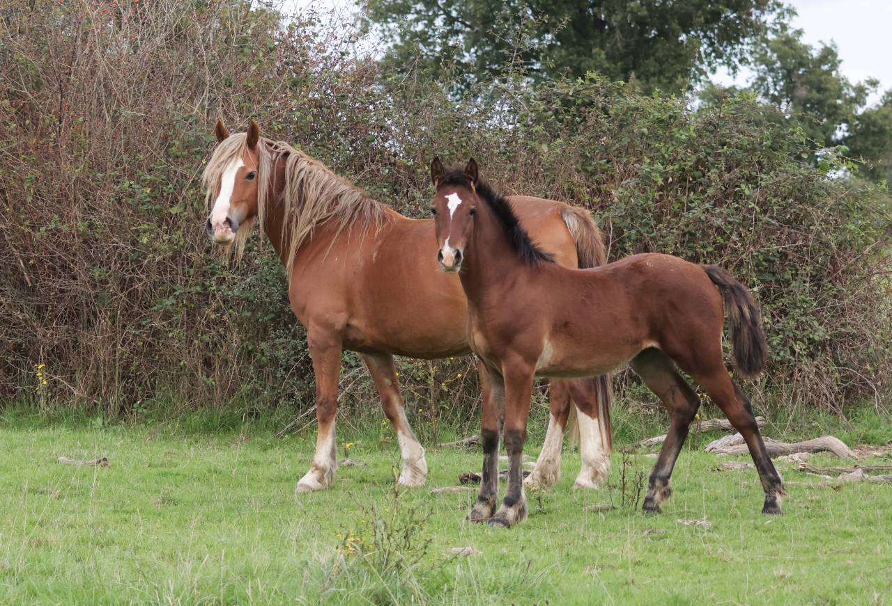 Filly Welsh Pony (Section D), Welsh Cob For sale 2025 Bay