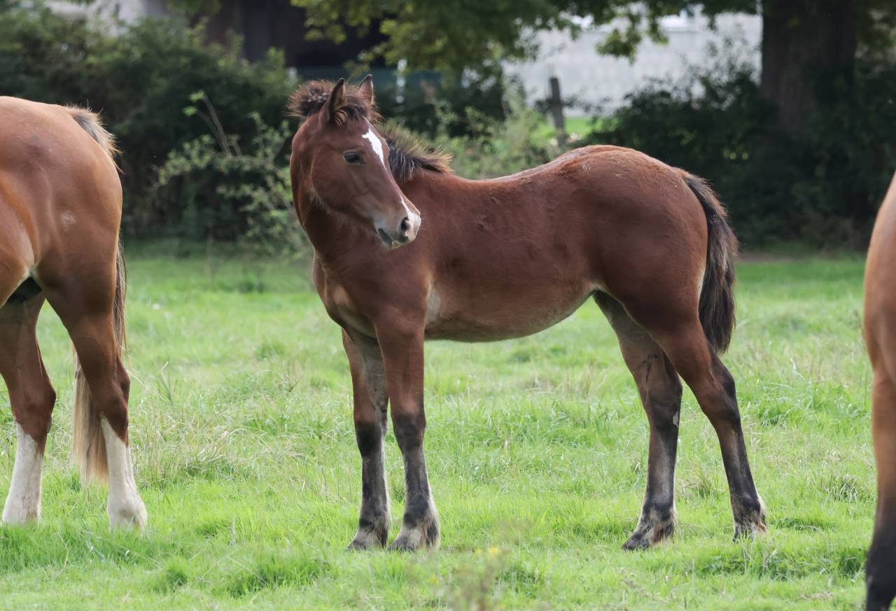 Filly Welsh Pony (Section D), Welsh Cob For sale 2025 Bay