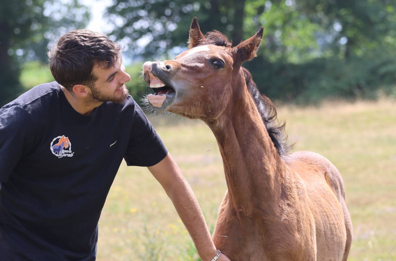 Filly Welsh Pony (Section D), Welsh Cob For sale 2025 Bay