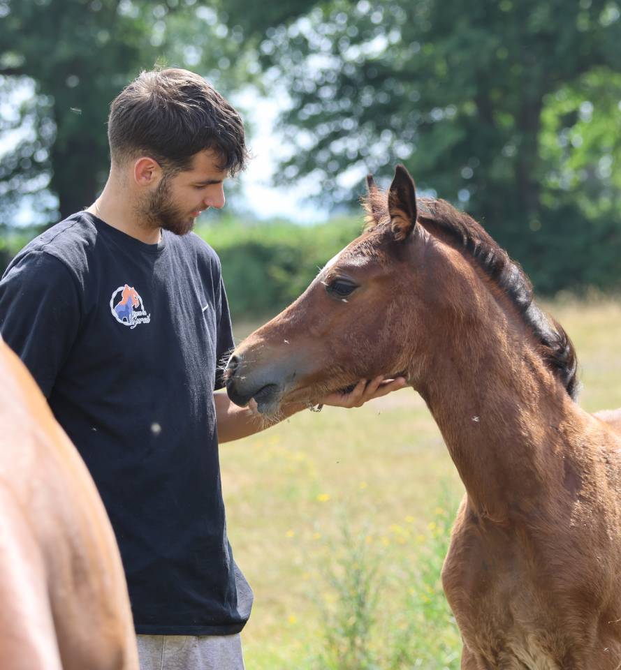 Filly Welsh Pony (Section D), Welsh Cob For sale 2025 Bay
