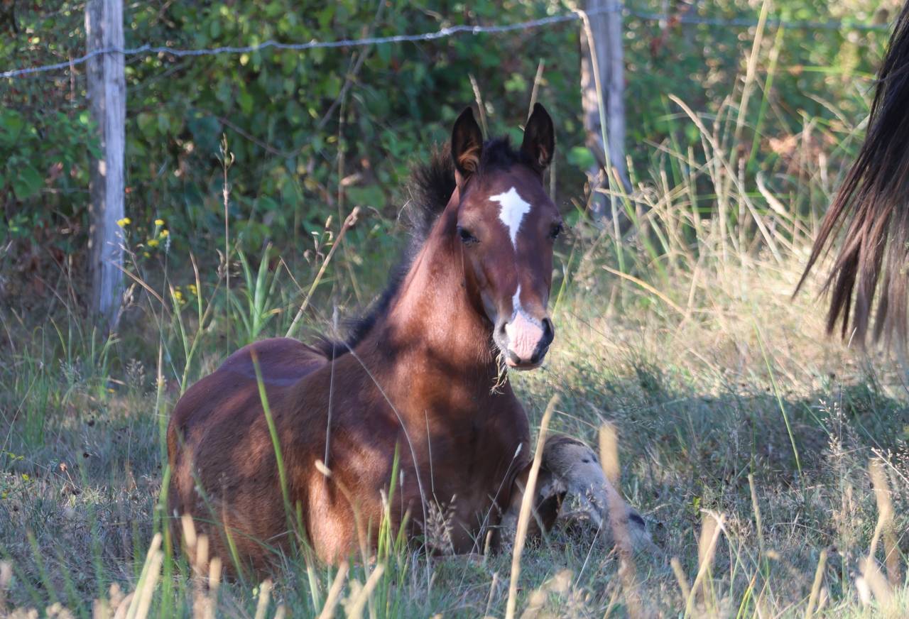 Filly Welsh Pony (Section D), Welsh Cob For sale 2025 Bay