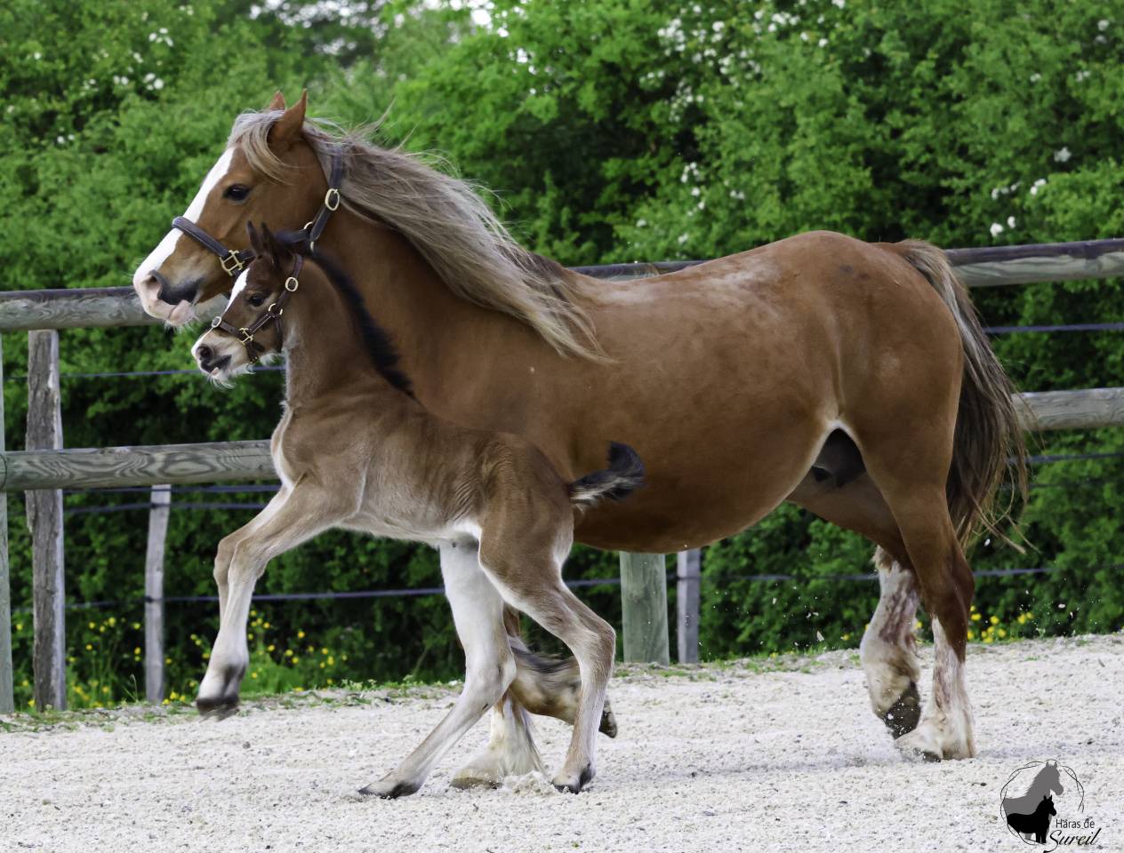 Filly Welsh Pony (Section D), Welsh Cob For sale 2025 Bay