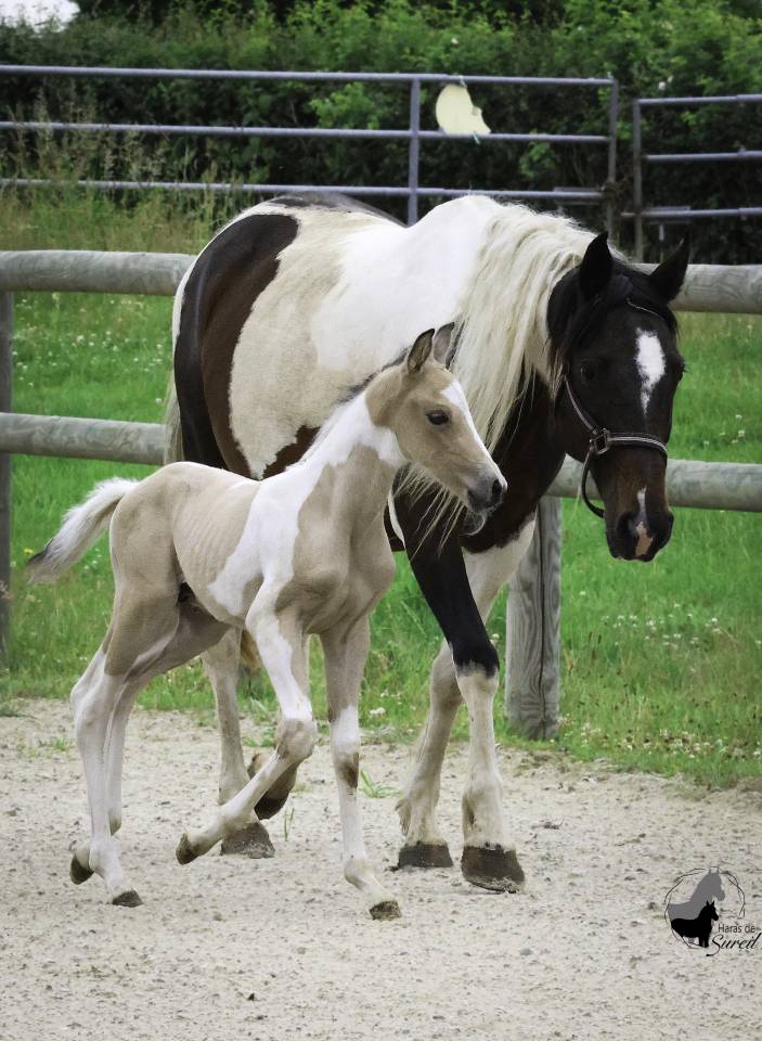 Colt Welsh Part Bred For sale 2025 Coloured