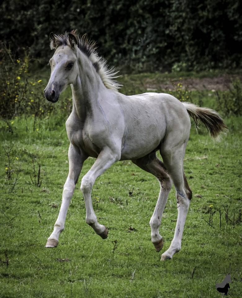 Colt Welsh Part Bred For sale 2025 Coloured