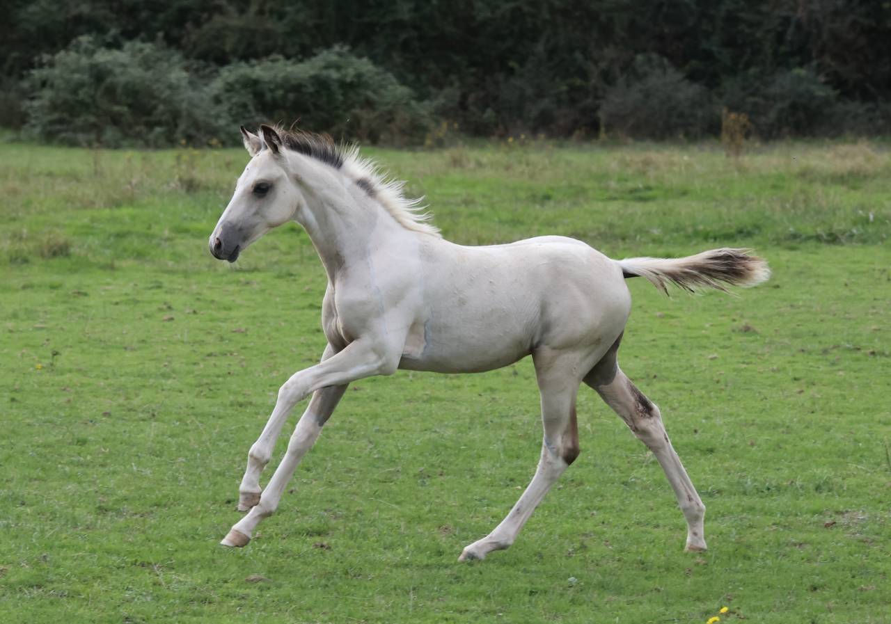 Colt Welsh Part Bred For sale 2025 Coloured