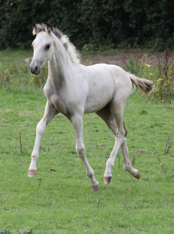 Colt Welsh Part Bred For sale 2025 Coloured