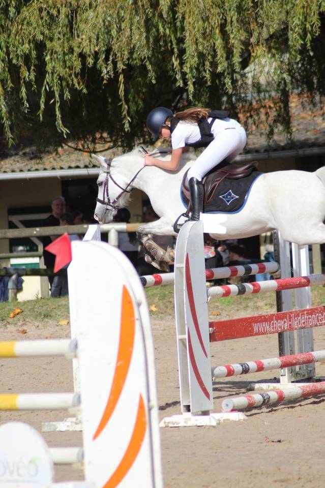 Gelding French Saddle Pony For loan 2011 Grey