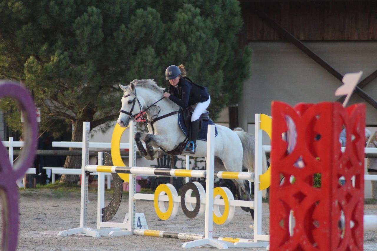 Gelding French Saddle Pony For loan 2011 Grey