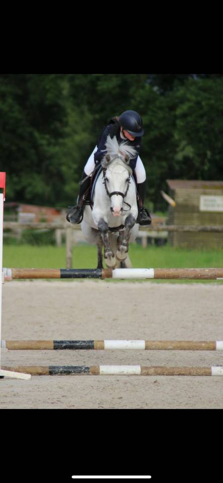 Gelding French Saddle Pony For loan 2011 Grey