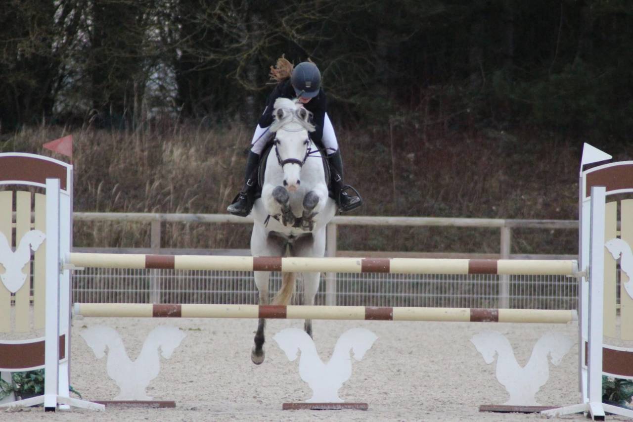 Gelding French Saddle Pony For loan 2011 Grey