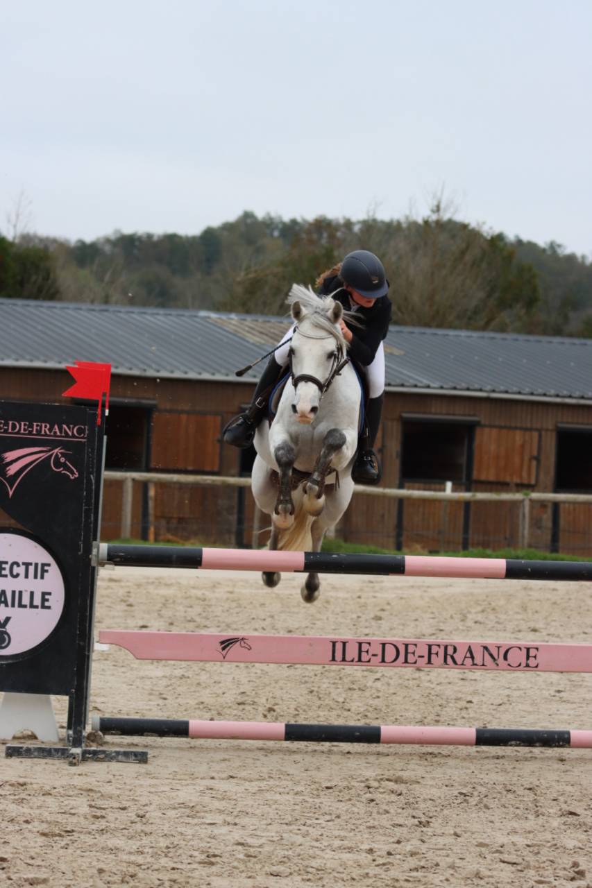 Gelding French Saddle Pony For loan 2011 Grey