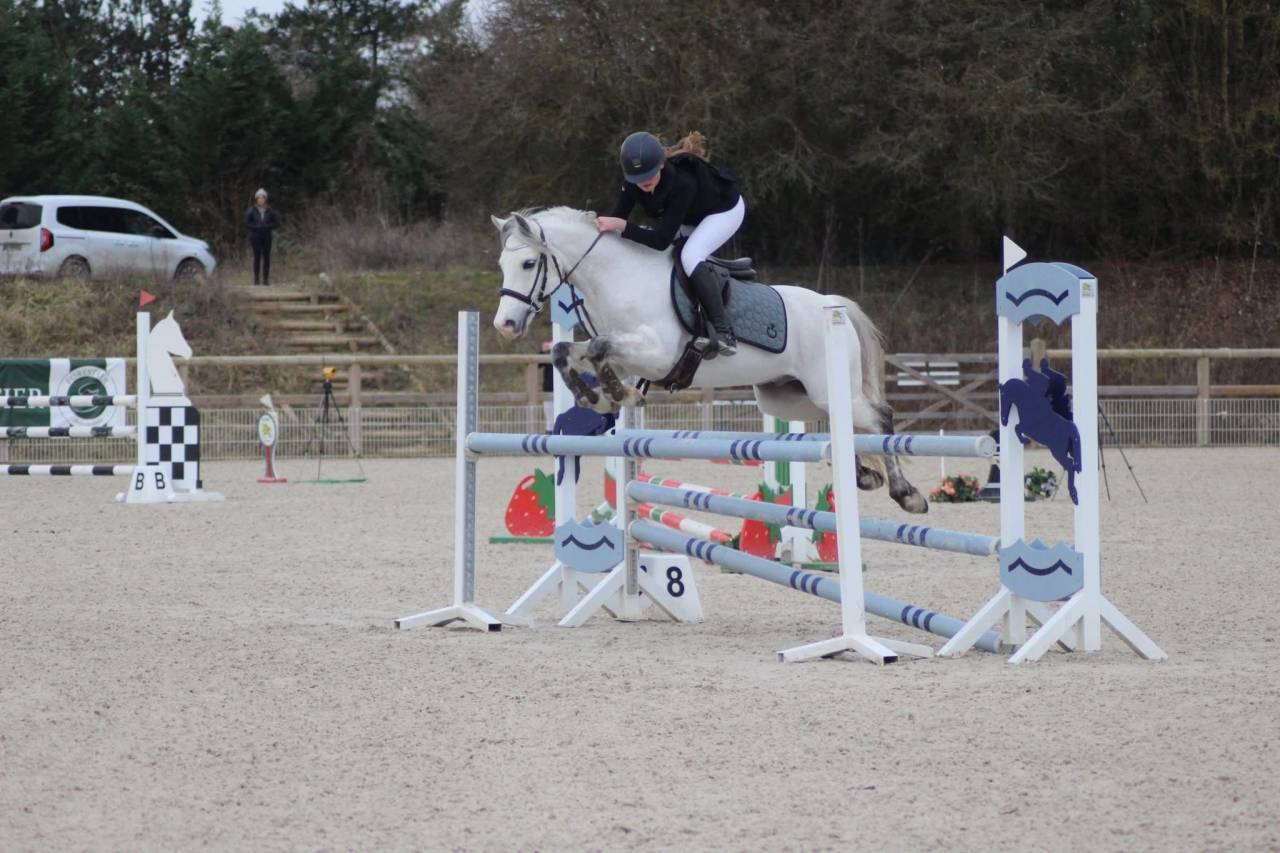 Gelding French Saddle Pony For loan 2011 Grey