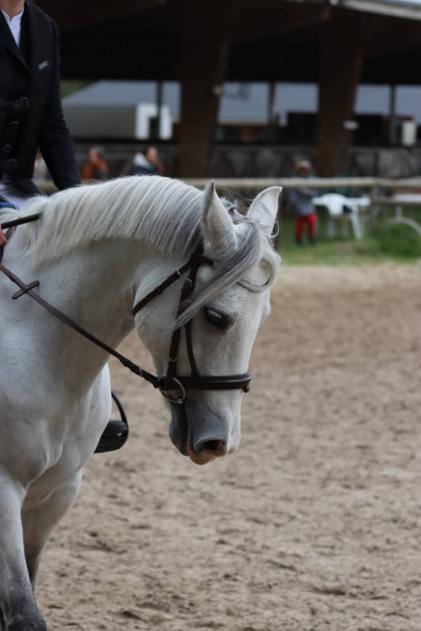 Gelding French Saddle Pony For loan 2011 Grey