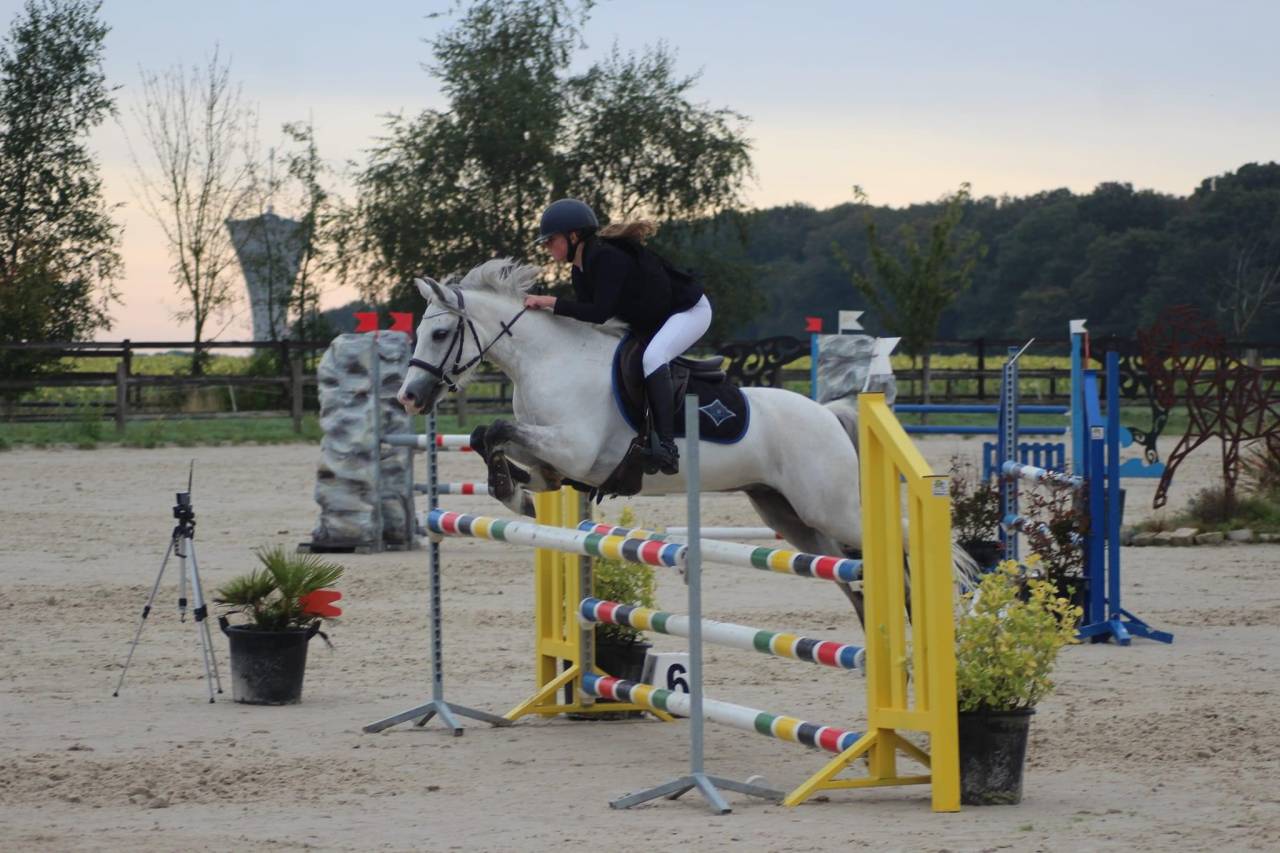 Gelding French Saddle Pony For loan 2011 Grey