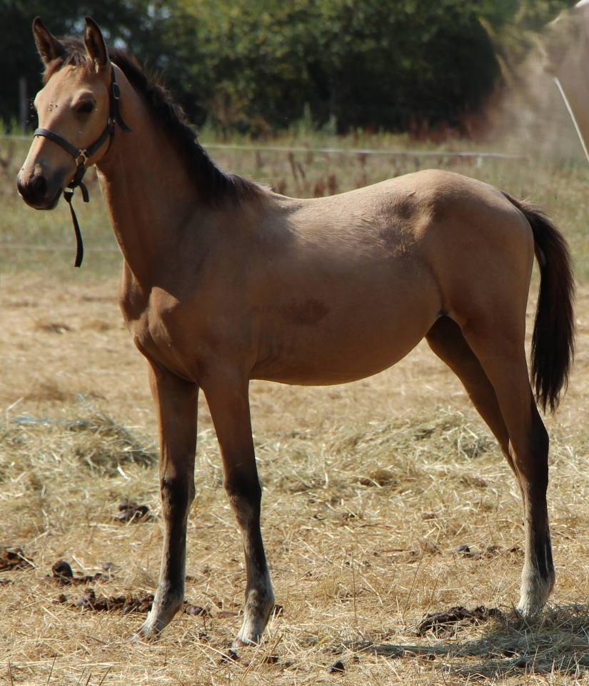 Filly Selle Français For sale 2025 Buckskin