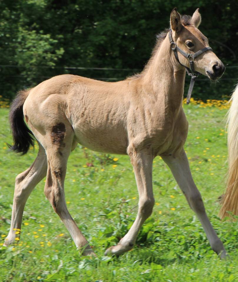 Filly Selle Français For sale 2025 Buckskin