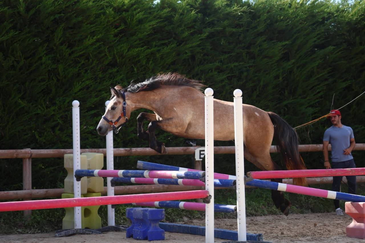 Filly Connemara For sale 2023 Roan