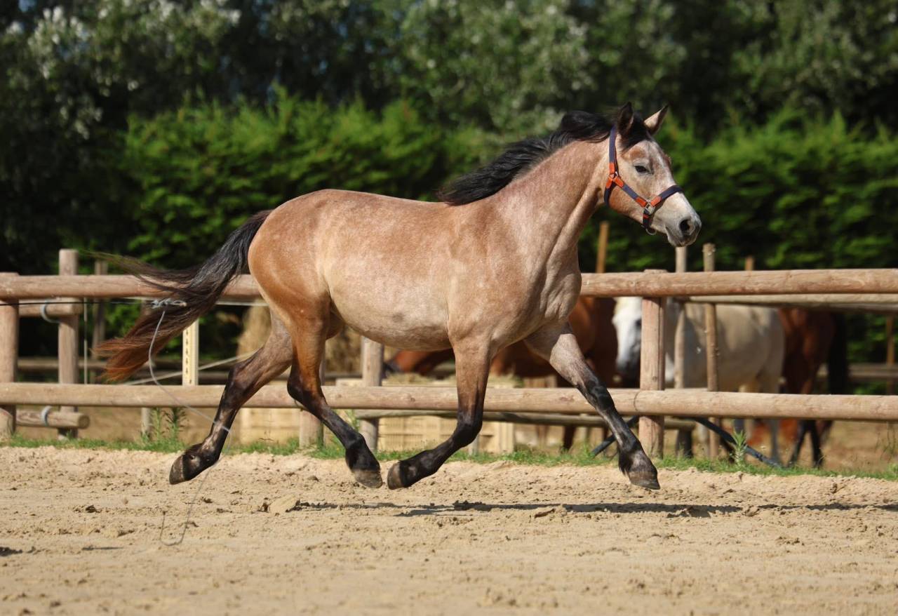 Filly Connemara For sale 2023 Roan