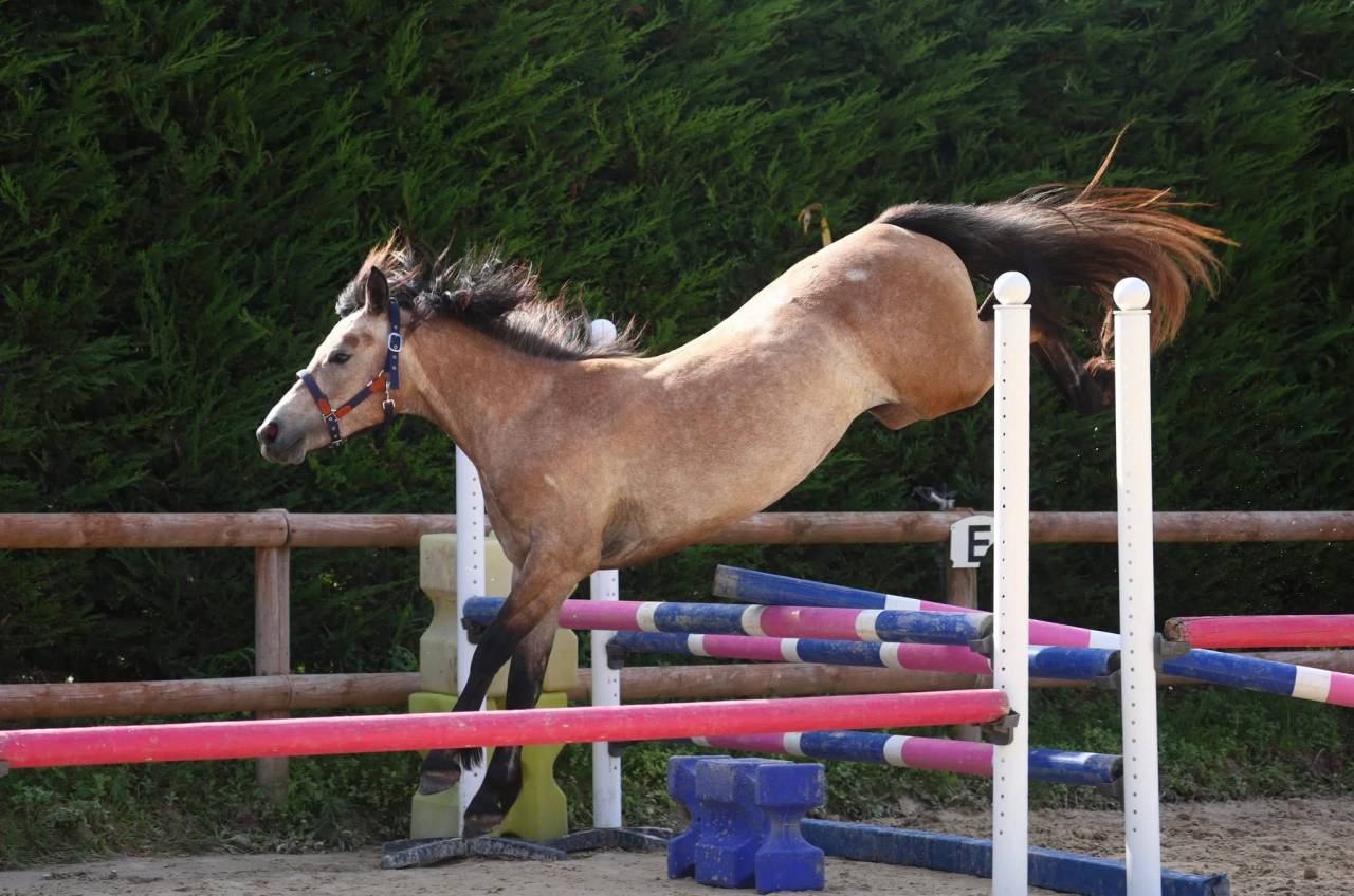 Filly Connemara For sale 2023 Roan