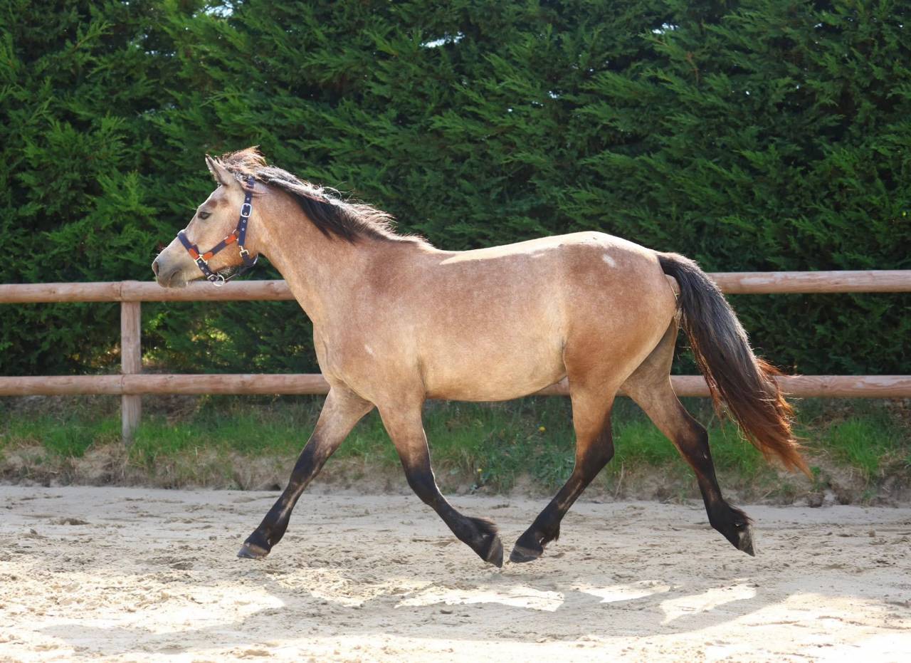 Filly Connemara For sale 2023 Roan