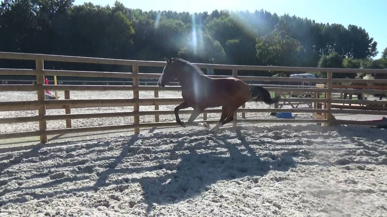Gelding Selle Français For sale 2016 Bay