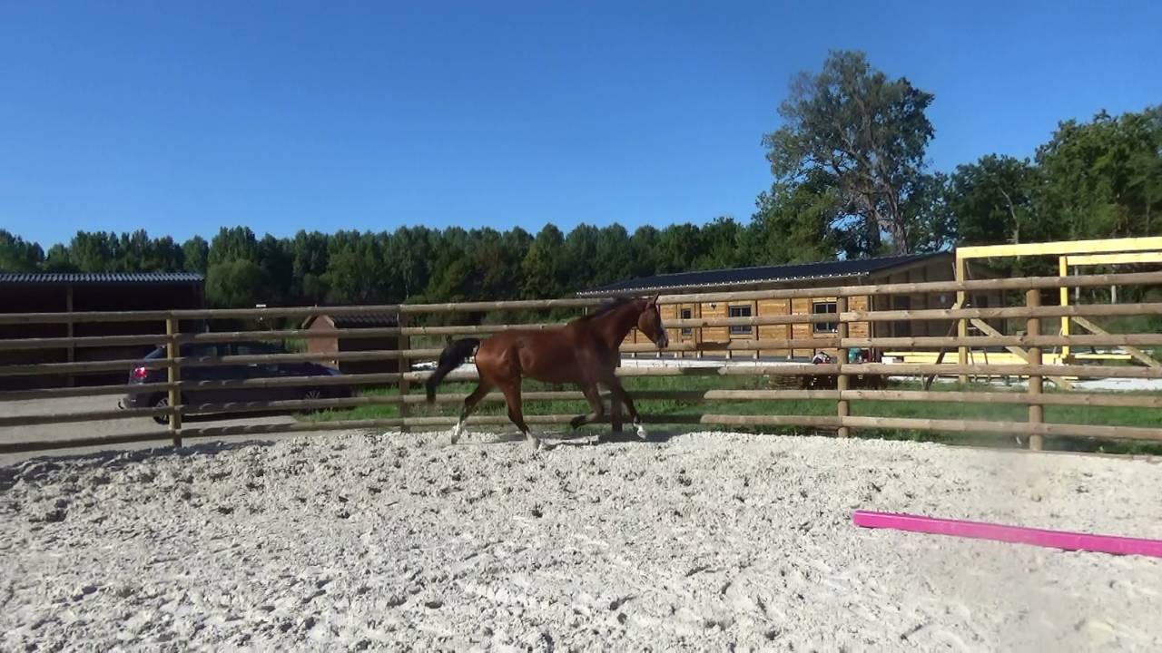 Gelding Selle Français For sale 2016 Bay