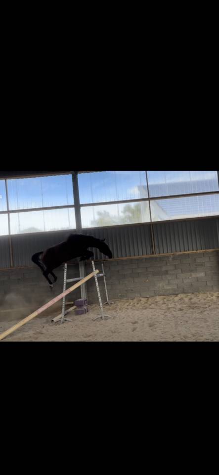 Mare Selle Français For sale 2022 Bay