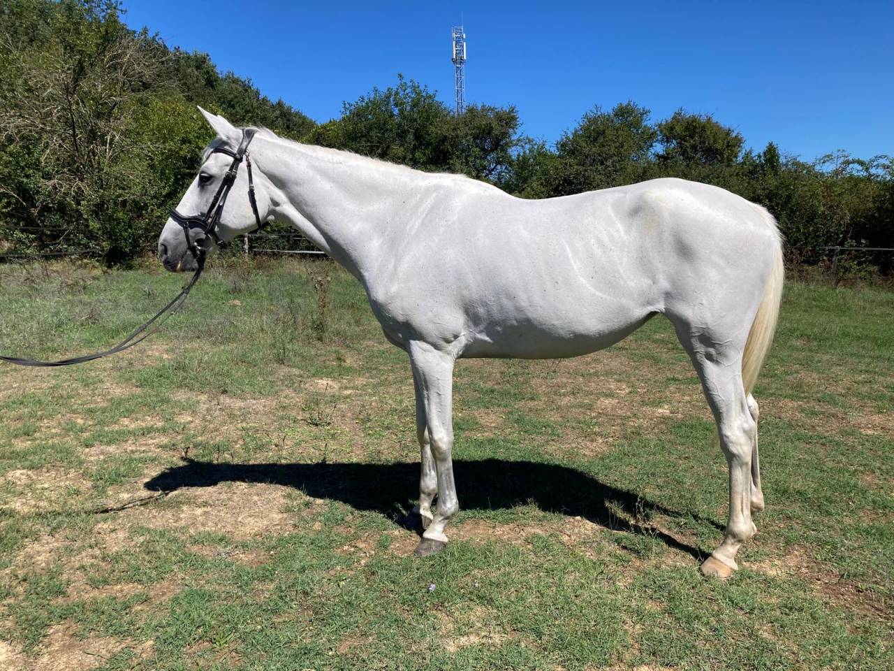 Mare Anglo-Arabian For sale 2010 Grey