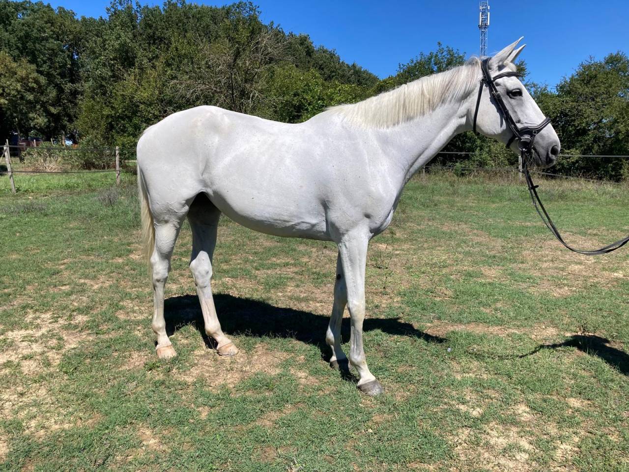 Mare Anglo-Arabian For sale 2010 Grey