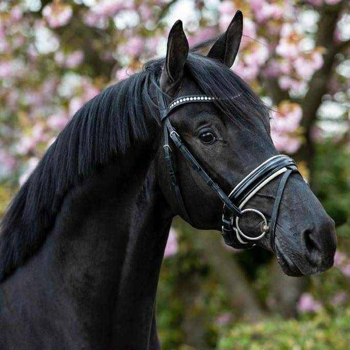 Gelding KWPN Dutch Warmblood For sale 2018 Dark Bay
