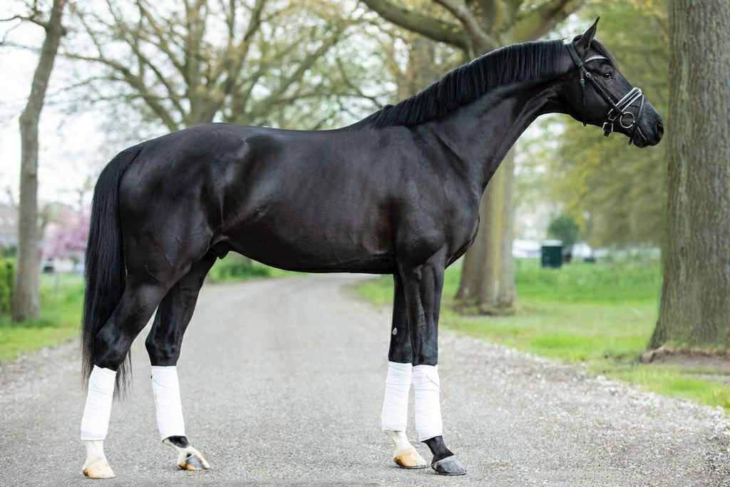 Gelding KWPN Dutch Warmblood For sale 2018 Dark Bay