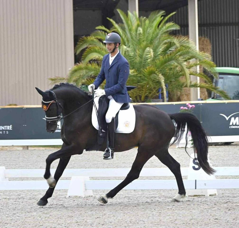 Gelding KWPN Dutch Warmblood For sale 2018 Dark Bay