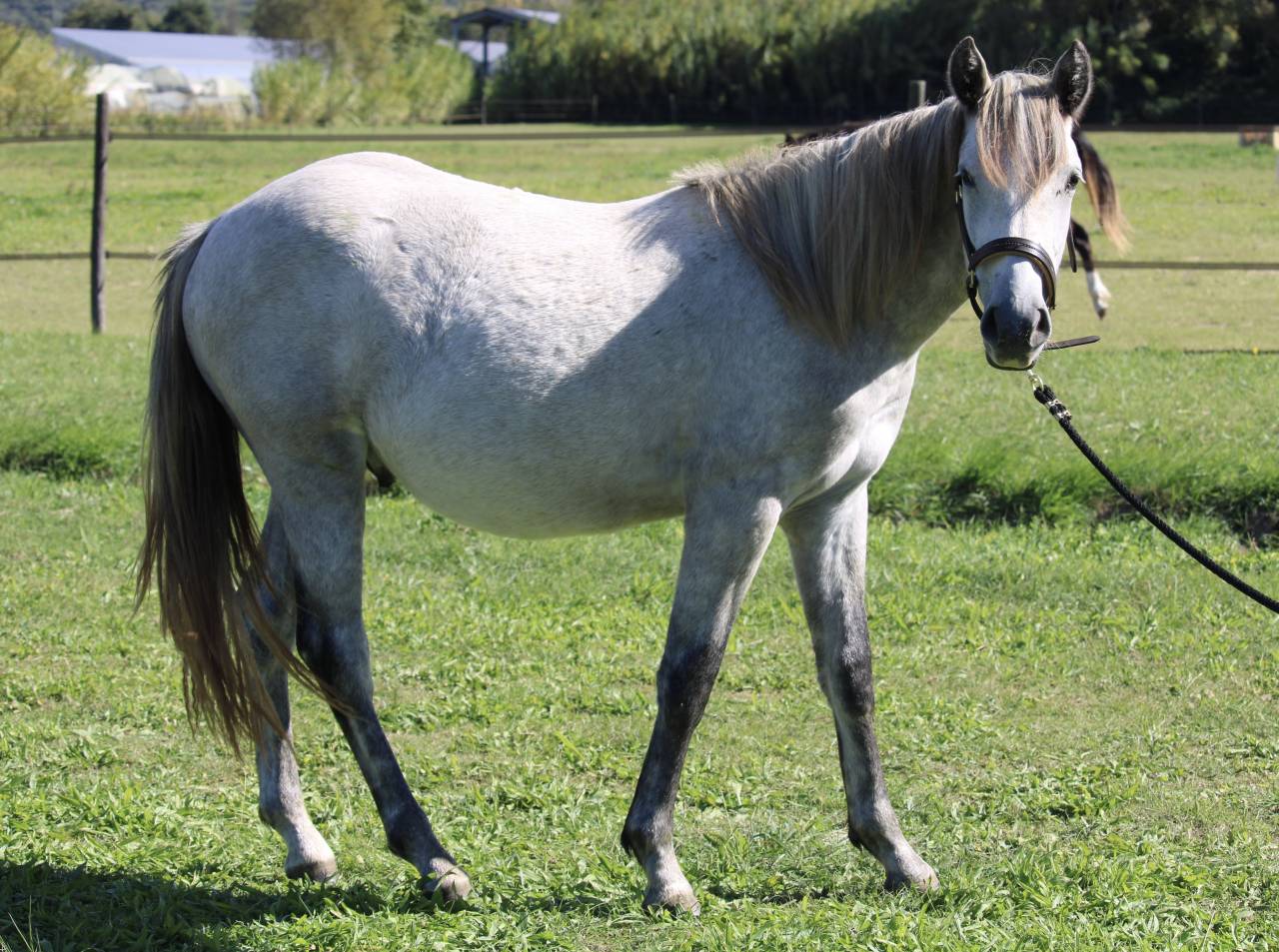 Gelding Connemara For sale 2024 Grey
