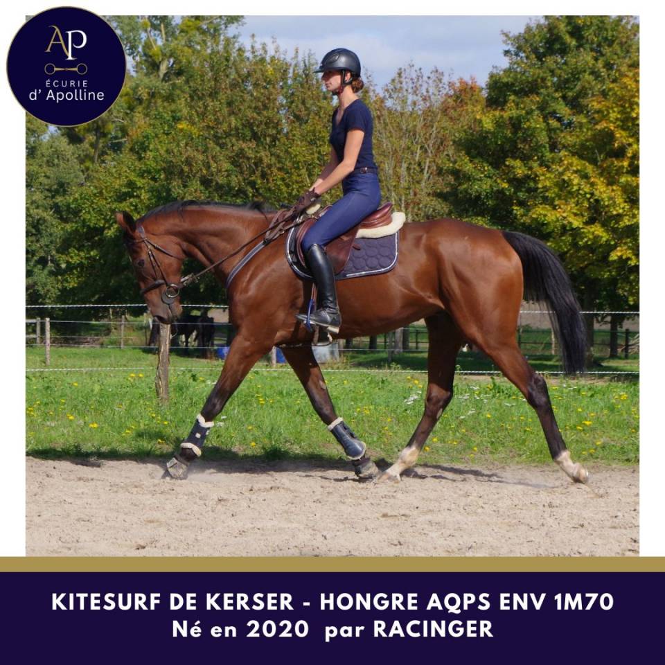 Gelding AQPS For sale 2020 Bay