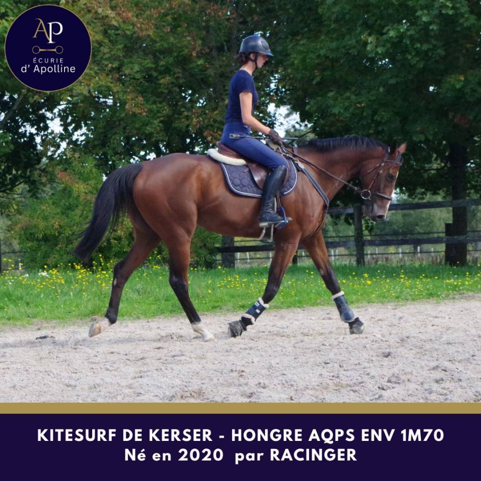 Gelding AQPS For sale 2020 Bay