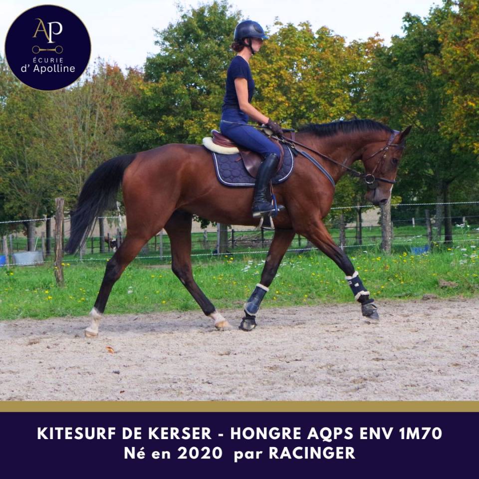 Gelding AQPS For sale 2020 Bay