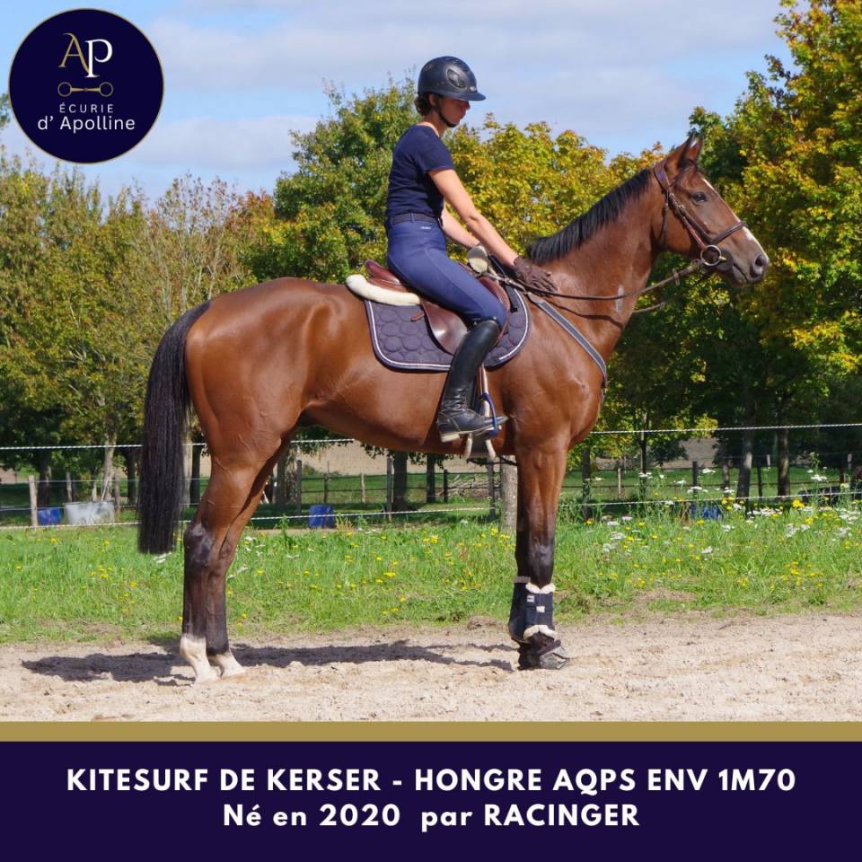 Gelding AQPS For sale 2020 Bay