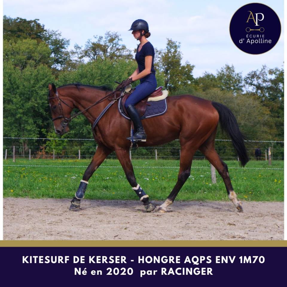 Gelding AQPS For sale 2020 Bay