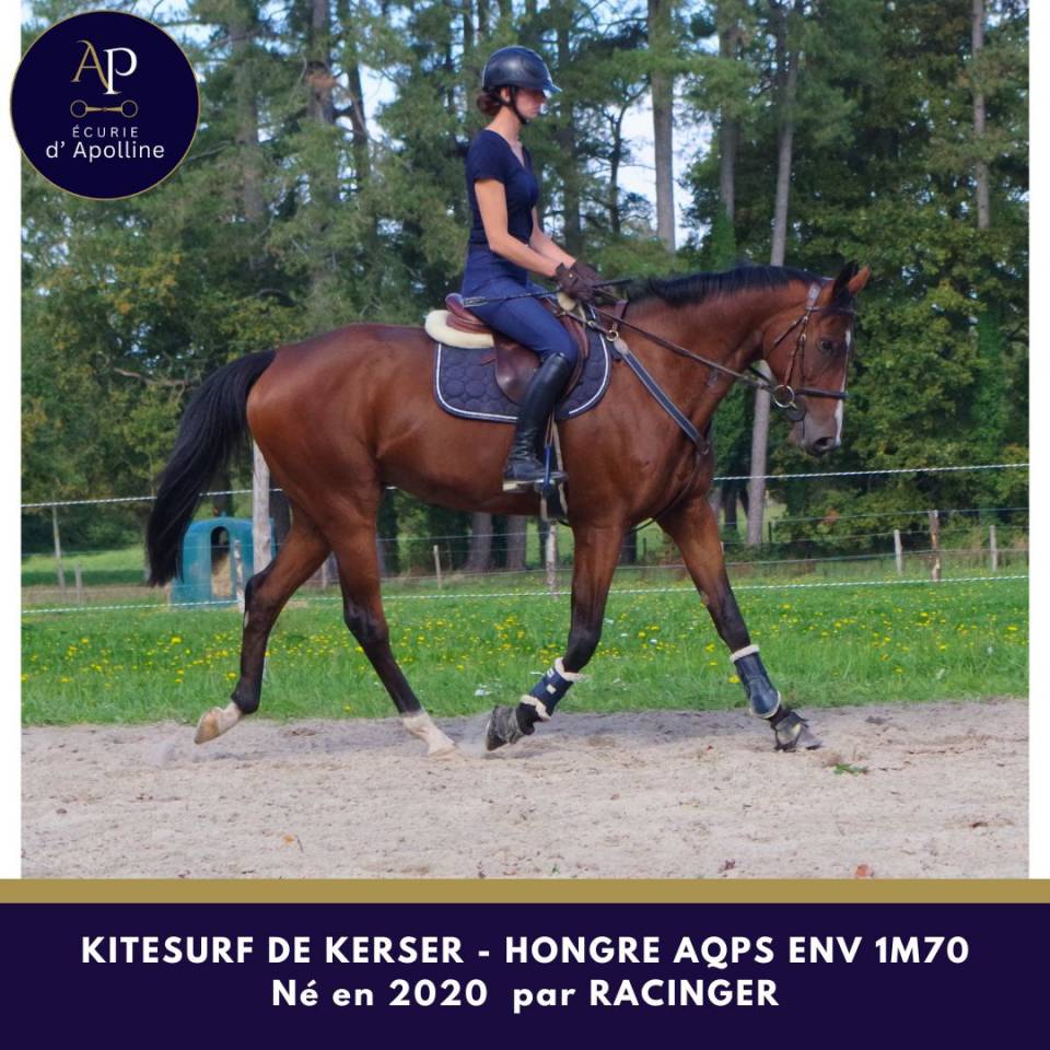 Gelding AQPS For sale 2020 Bay