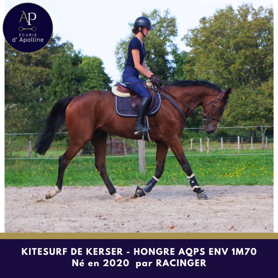 Gelding AQPS For sale 2020 Bay