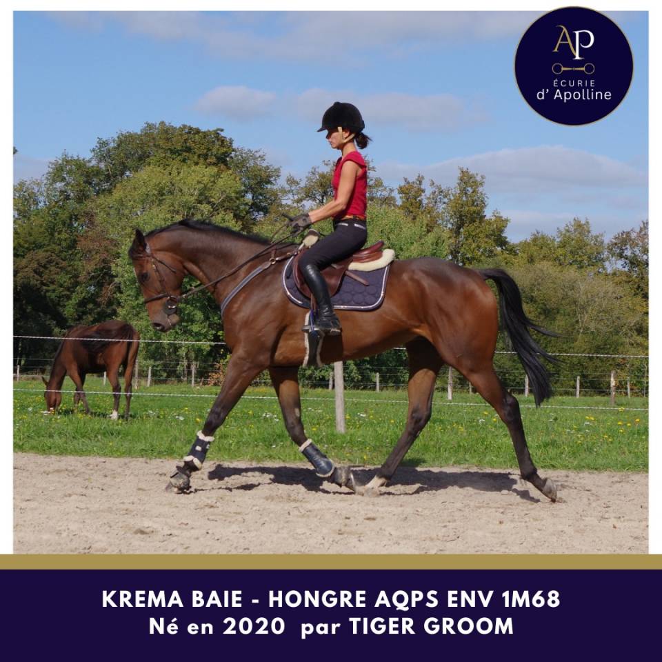 Gelding AQPS For sale 2020 Bay